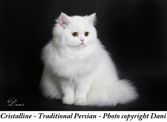 Traditional Persian Cat: Traditional Traditional Persian Cat Picture Breed