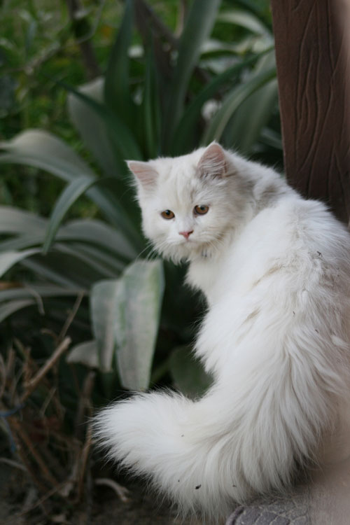 Traditional Persian Cat: Traditional Traditionalpersiancat Breed