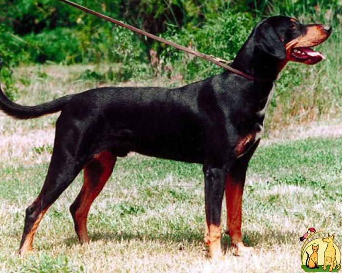 Transylvanian Hound Dog: Transylvanian Breed