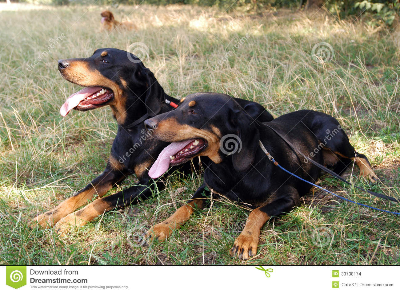 Transylvanian Hound Dog: Transylvanian Stock S Transylvanian Hound Two Dogs Lying Grass Breed