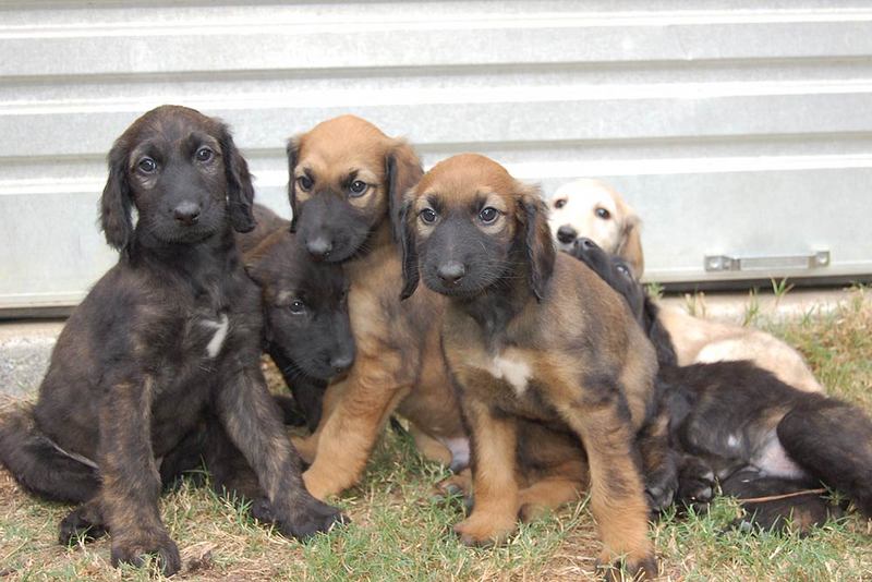 Transylvanian Hound Puppies: Transylvanian Three Cute Hanover Hound Puppies Breed