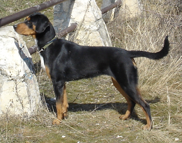Transylvanian Hound Dog: Transylvanian Transylvanian Hound Dog Breed