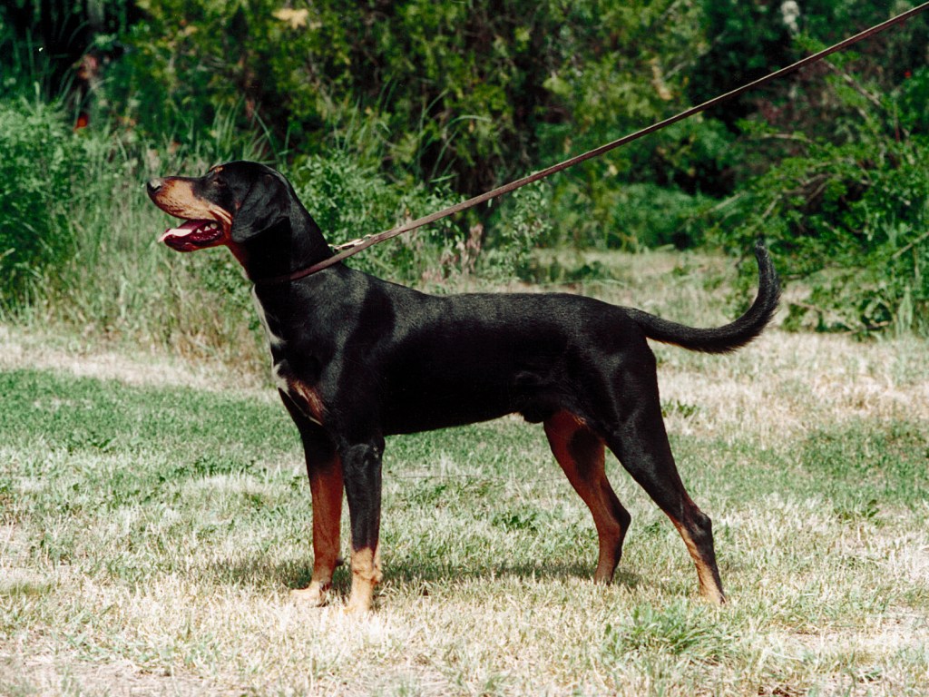 Transylvanian Hound Dog: Transylvanian Transylvanian Hound Dog With Master Breed