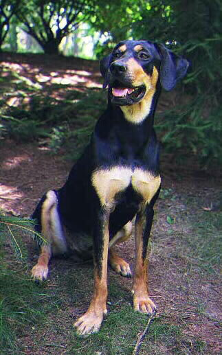 Transylvanian Hound Dog: Transylvanian Transylvanian Hound Only Other Breed