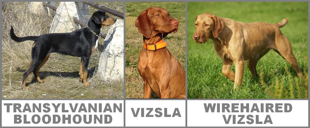 Transylvanian Hound Dog: Transylvanian World Dog Show Dog Breeds From Hungary