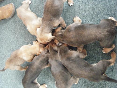 Treeing Cur Puppies: Treeing Discuss Breed