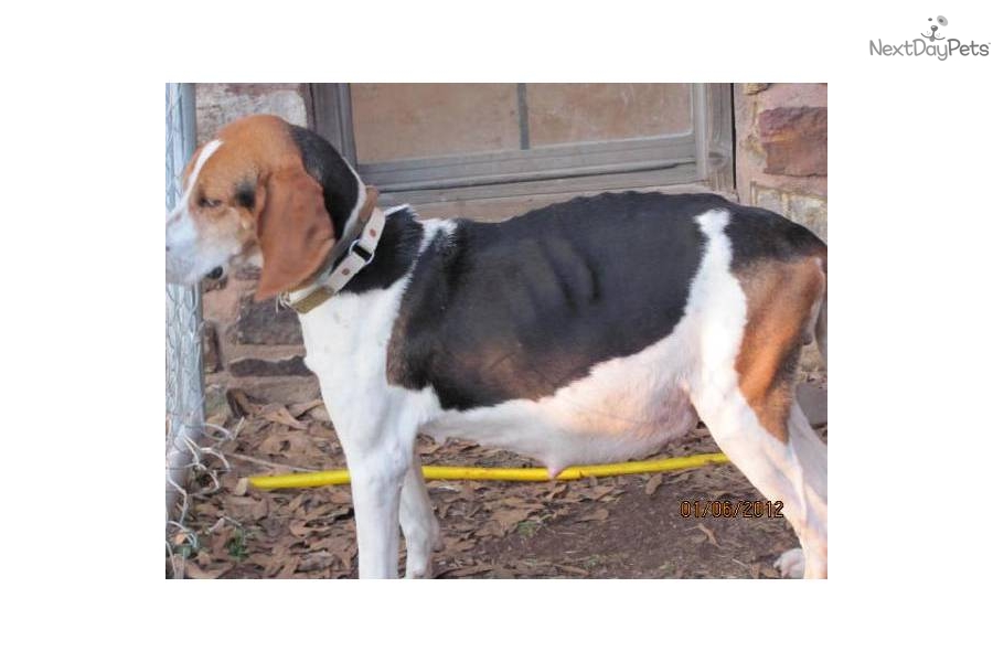 Treeing Walker Coonhound Puppies: Treeing F E Breed