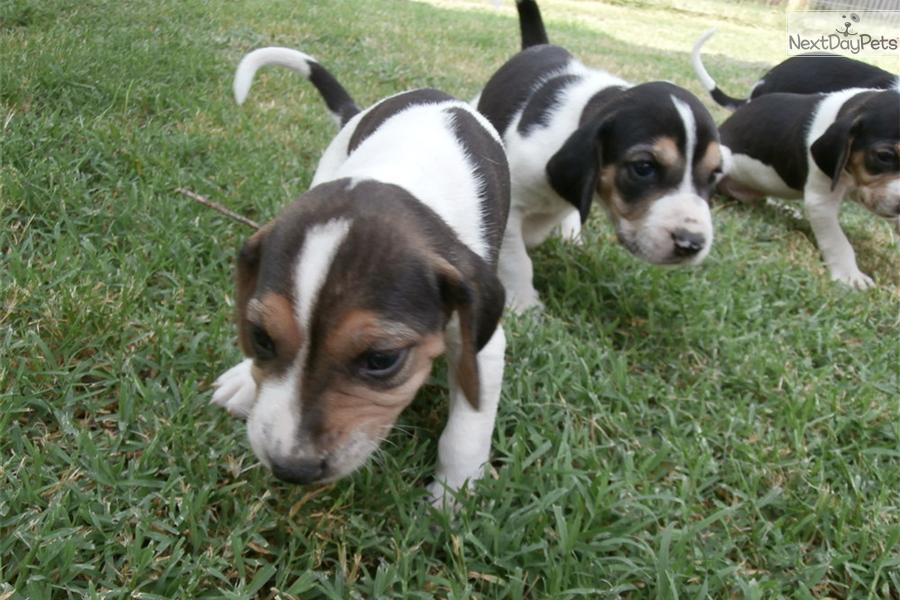 Treeing Walker Coonhound Puppies: Treeing Faa Breed
