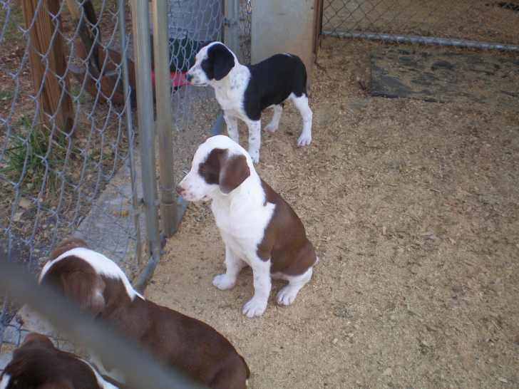 Treeing Cur Puppies: Treeing Mountain Curs Breed