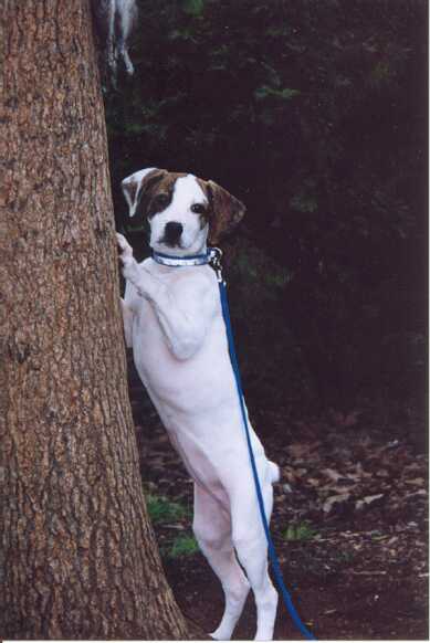 Treeing Cur Dog: Treeing Ntca Breed