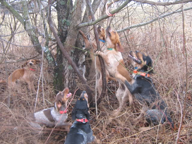 Treeing Cur Dog: Treeing Printthread Breed