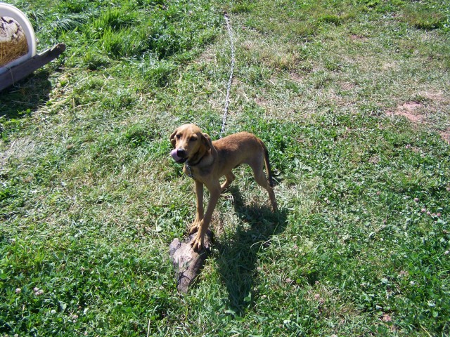 Treeing Cur Puppies: Treeing Treeing Cur Breed