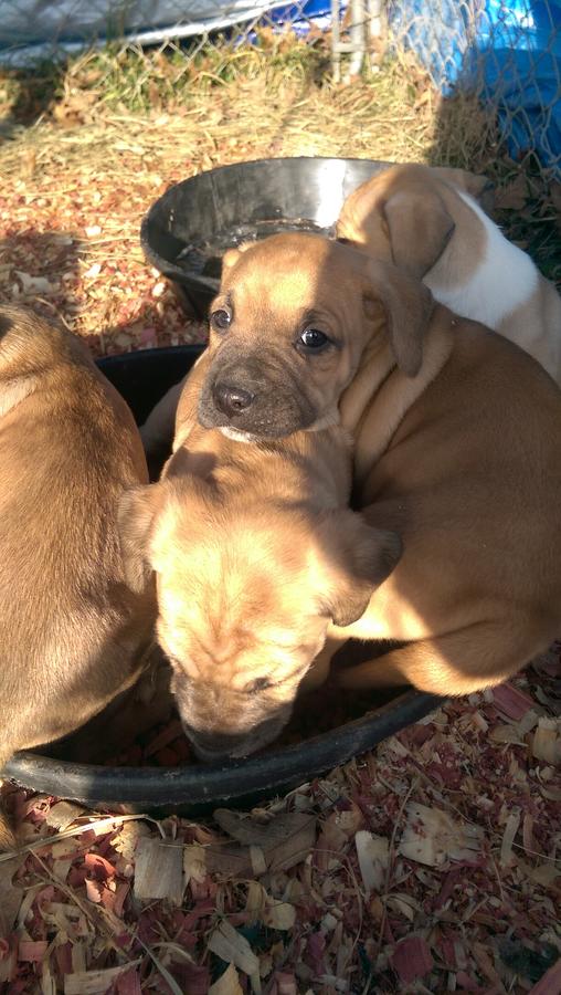 Treeing Cur Puppies: Treeing Treeing Cur Puppies For Sale Breed
