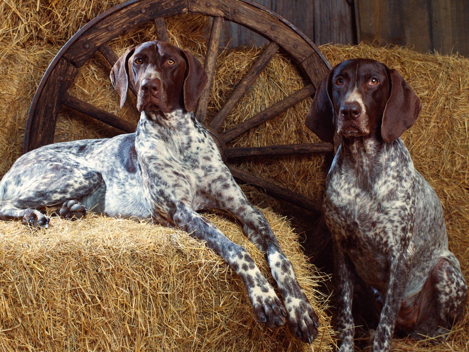 Trigg Hound Puppies: Trigg Bluetick Coonhound Breed