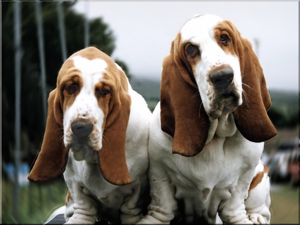 Trigg Hound Puppies: Trigg Two Basset Hound Dogs Breed