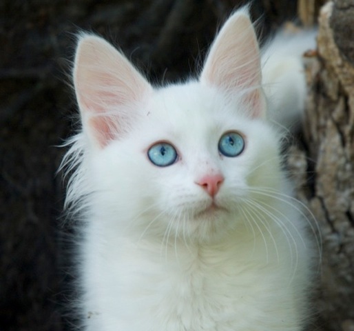 Turkish Angora Cat: Turkish Angora Cat Breed