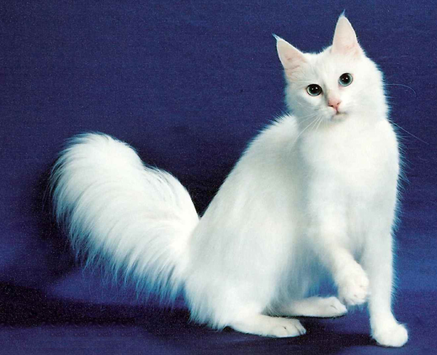 Turkish Angora Kitten: Turkish Httpccwwwgildethroscomckittencapsjpg Breed