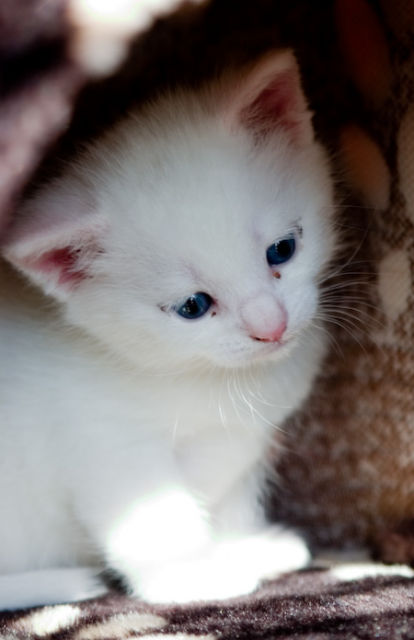 Turkish Angora Kitten: Turkish Kittenpictureofturkishangoracat Breed