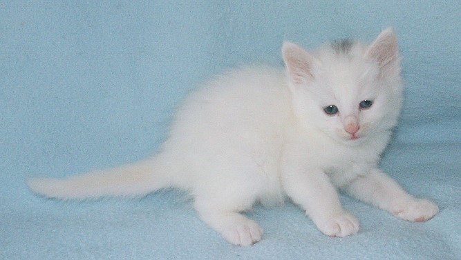 Turkish Angora Kitten: Turkish Kittenyildiz Breed