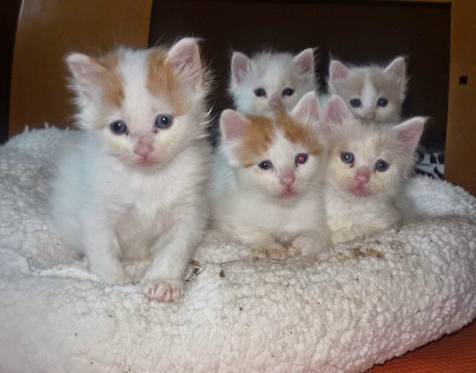 Turkish Van Kitten: Turkish Most Cute Turkish Van Kitten Pictures Breed