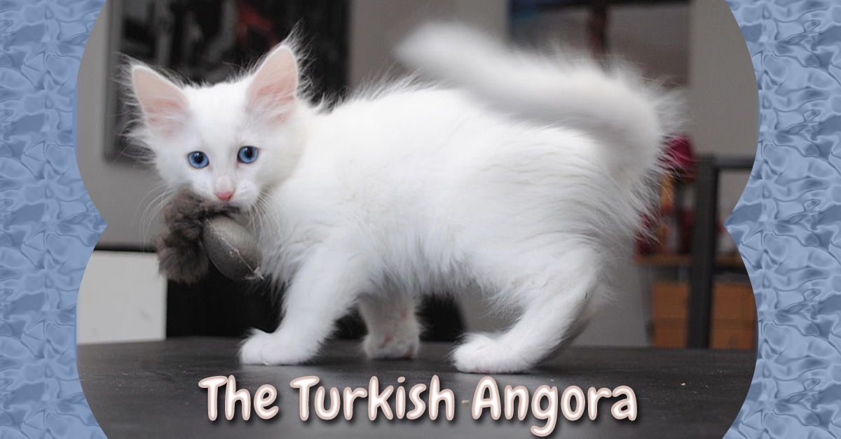 Turkish Angora Cat: Turkish Turkish Angora Cat Breed Month