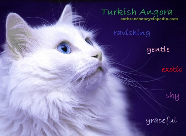 Turkish Angora Cat: Turkish Turkish Angora Cat Breed
