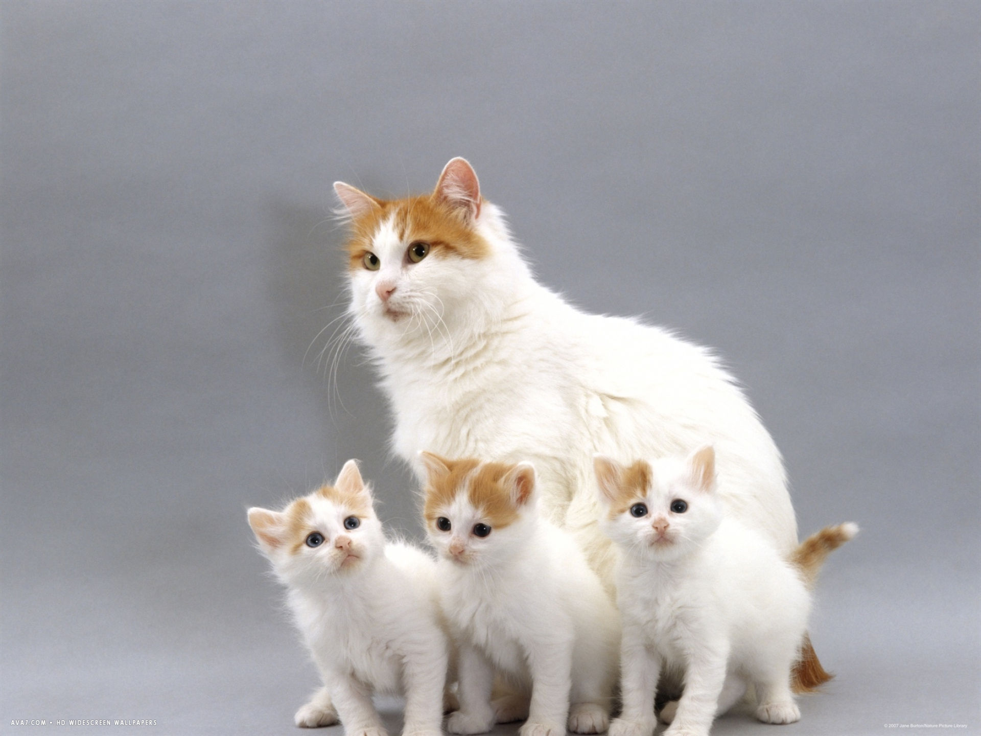 Turkish Van Kitten: Turkish Turkish Van Mother With Three Kittens Breed