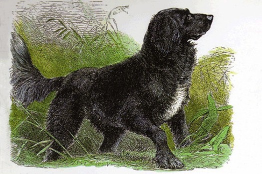 Tweed Water Spaniel Dog: Tweed Dog Breeds Come And Go