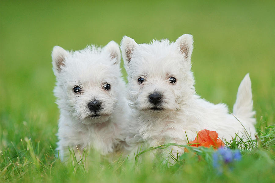 West Highland White Terrier Puppies: Two West Highland White Terrier Puppies Portrait Waldek Dabrowski Breed