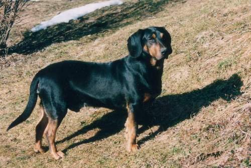 Tyrolean Hound Dog: Tyrolean Hounds Breed