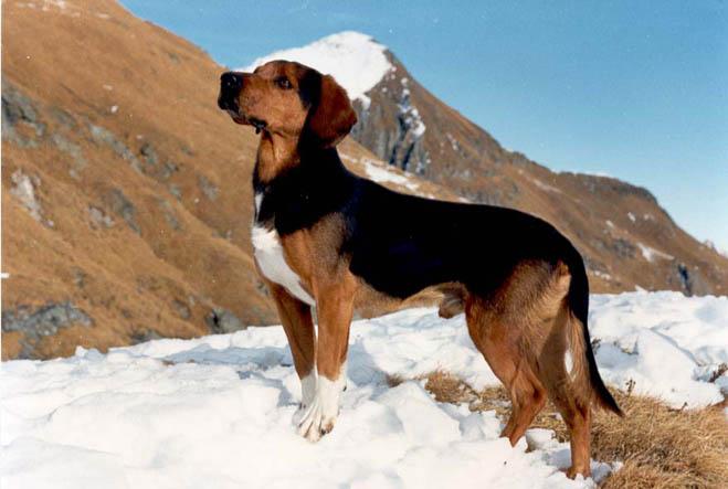 Tyrolean Hound Dog: Tyrolean Segugiotirolese Breed