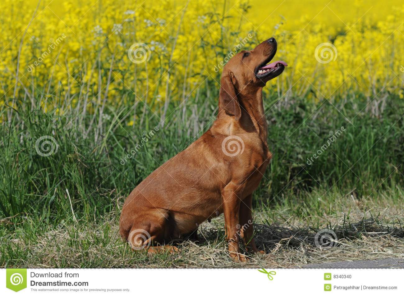Tyrolean Hound Dog: Tyrolean Stock Tyrolean Hound Breed