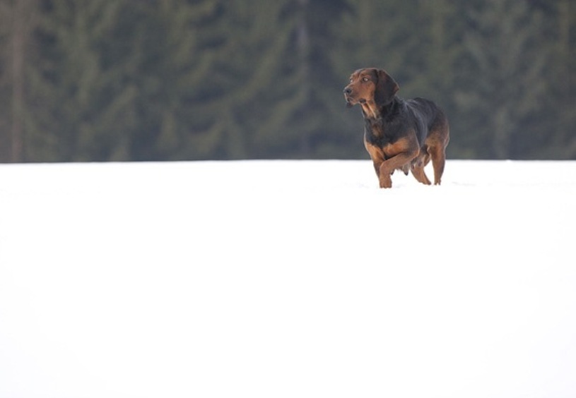 Tyrolean Hound Dog: Tyrolean Tyrolean Hound Winter Breed