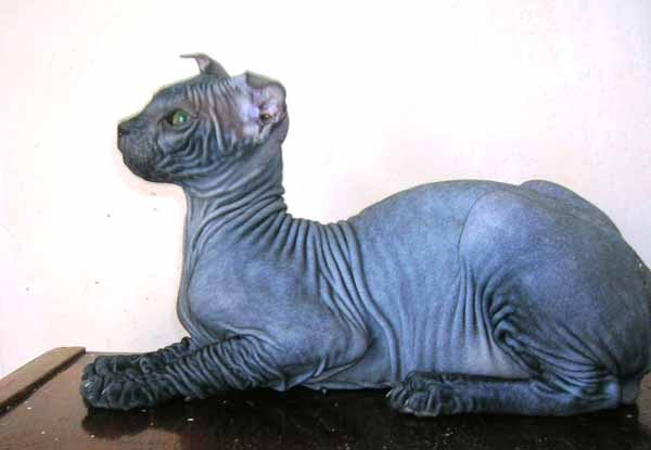 Ukrainian Levkoy Kitten: Ukrainian Ukrainian Levkoy Side View Breed