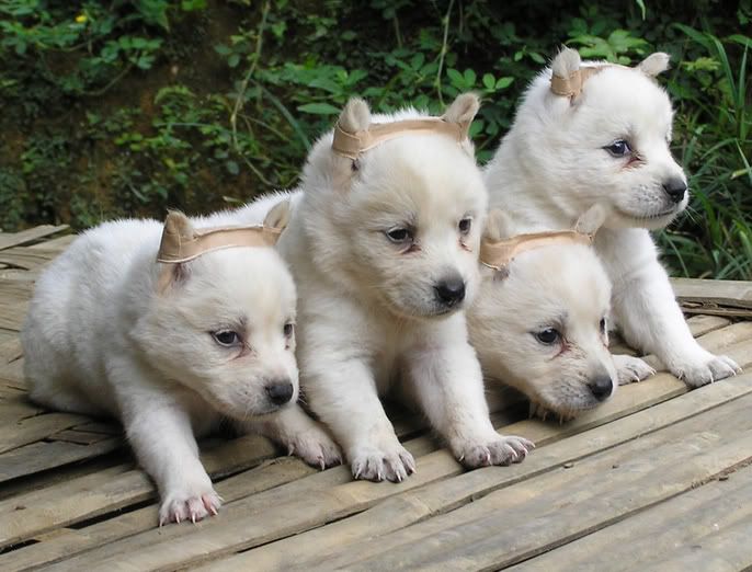 Vanjari Hound Puppies: Vanjari Picture Of Array Dog Training Home Dog Types Bohemian Shepherd Dog Breed