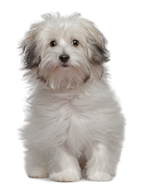 Vanjari Hound Puppies: Vanjari Picture Of Array Gampr Genuinely Armenian Dog Set Panarmenian Breed