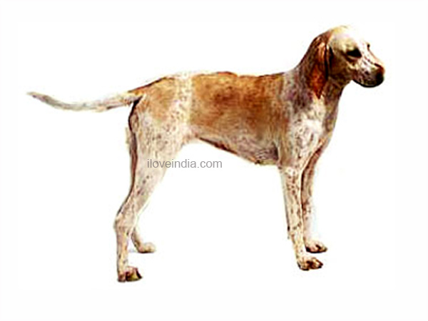 Vanjari Hound Puppies: Vanjari Picture Of Array Rottweiler Dog Nursing Royalty Free Stock Breed