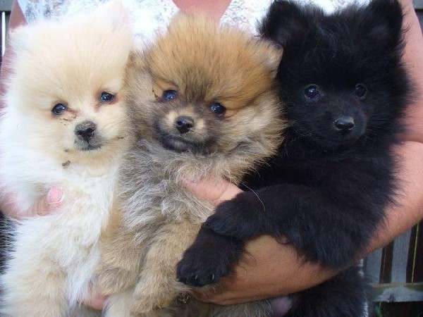 Volpino Italiano Puppies: Volpino Reserve Your Akc Registerd Pomeranian Puppies Breed
