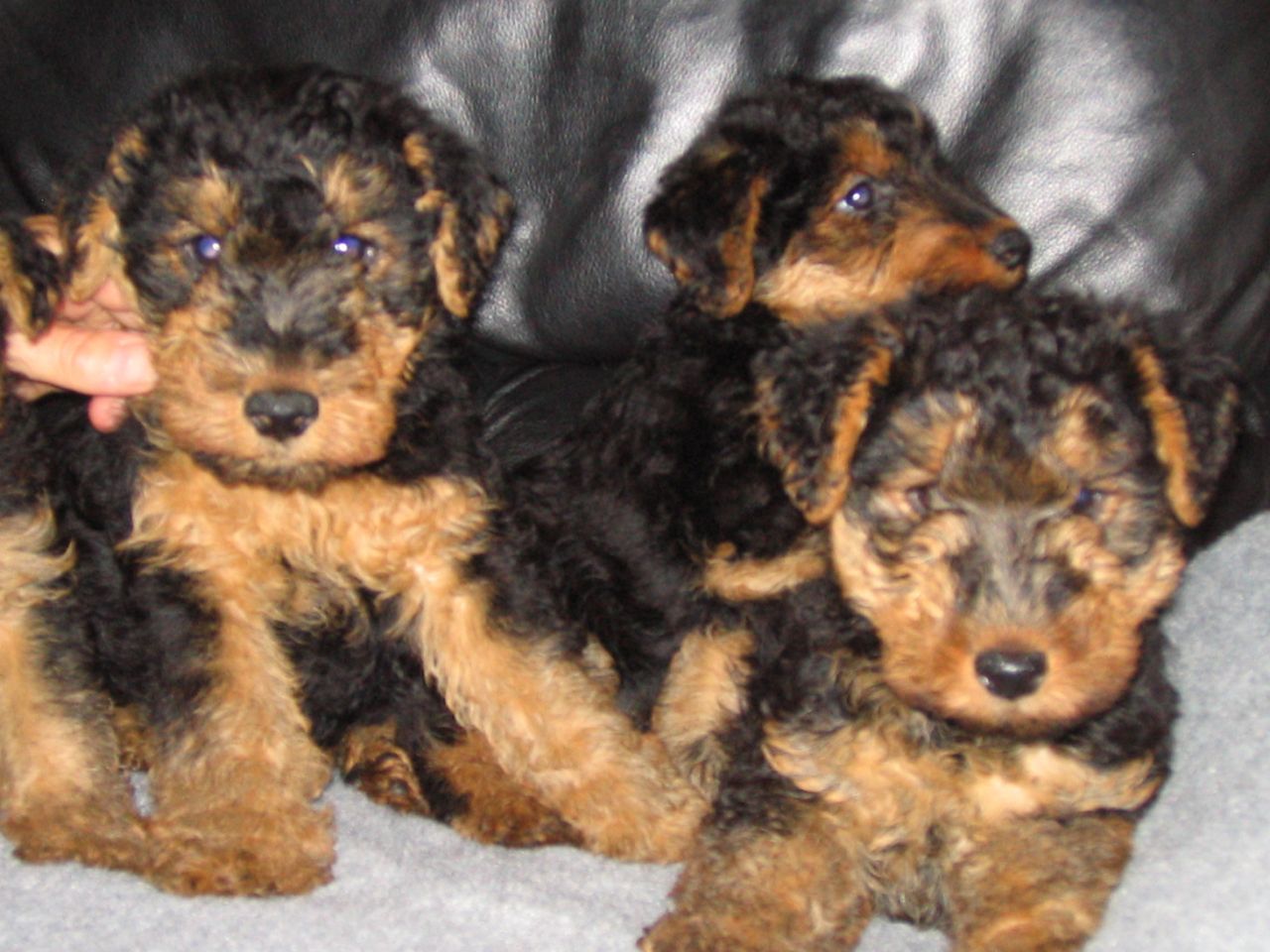 Welsh Terrier Puppies: Welsh Beautiful Welsh Terrier Puppies Chester Breed