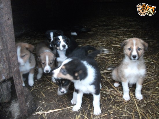 Welsh Sheepdog Puppies: Welsh Welsh Collie Sheepdog Puppies For Sale Llanidloes Breed