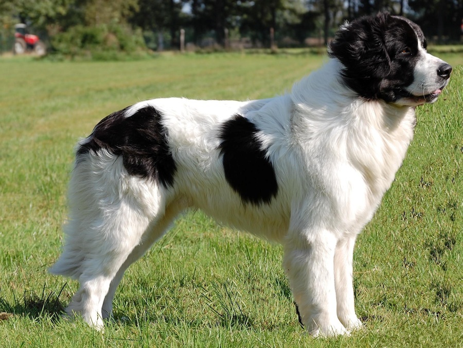 Westphalian Dachsbracke Dog: Westphalian Bucovina Shephered Dog Breed