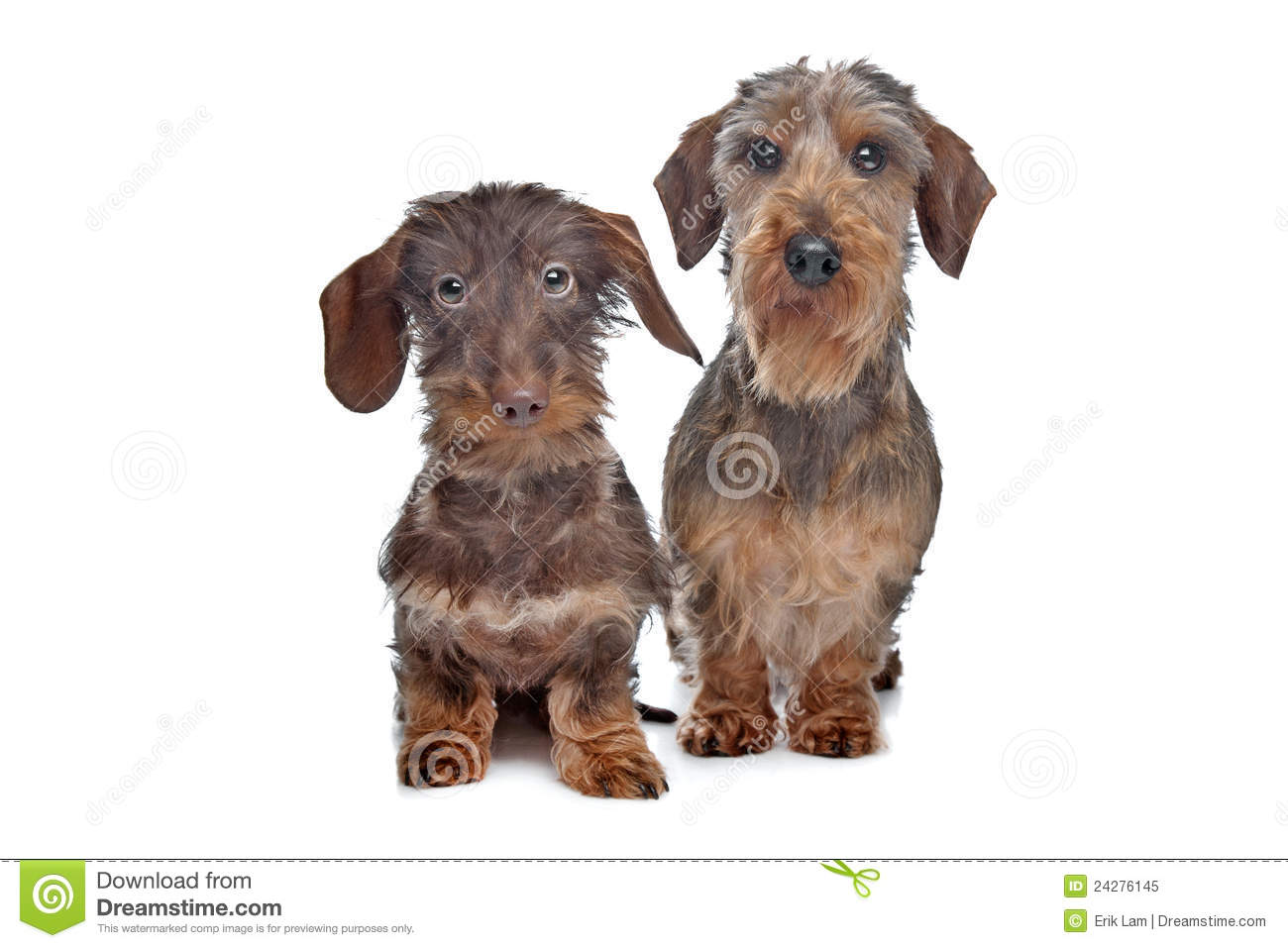 Westphalian Dachsbracke Dog: Westphalian Dachshund Dog Royalty Free Stock Graphy Breed