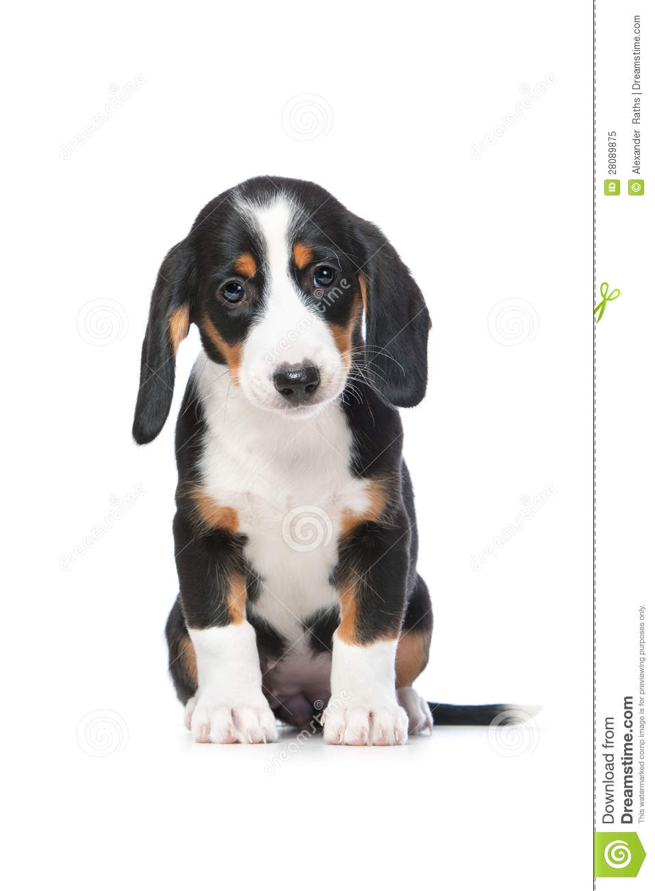 Westphalian Dachsbracke Dog: Westphalian Royalty Free Stock Dachshund Puppy Westphalian Dachsbracke Breed