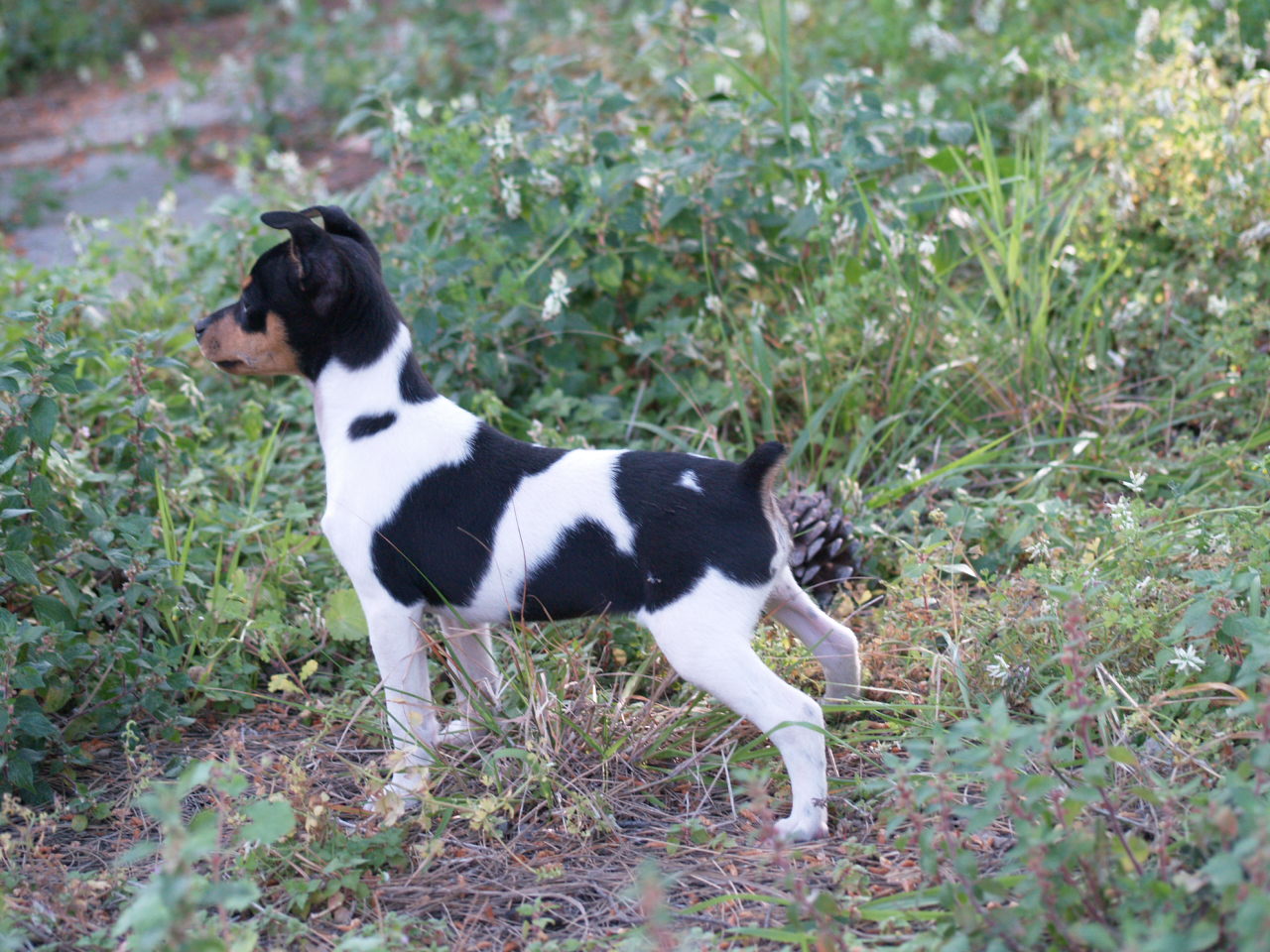 Ratonero Valenciano Dog: White And Black Ratonero Valenciano Dog Breed