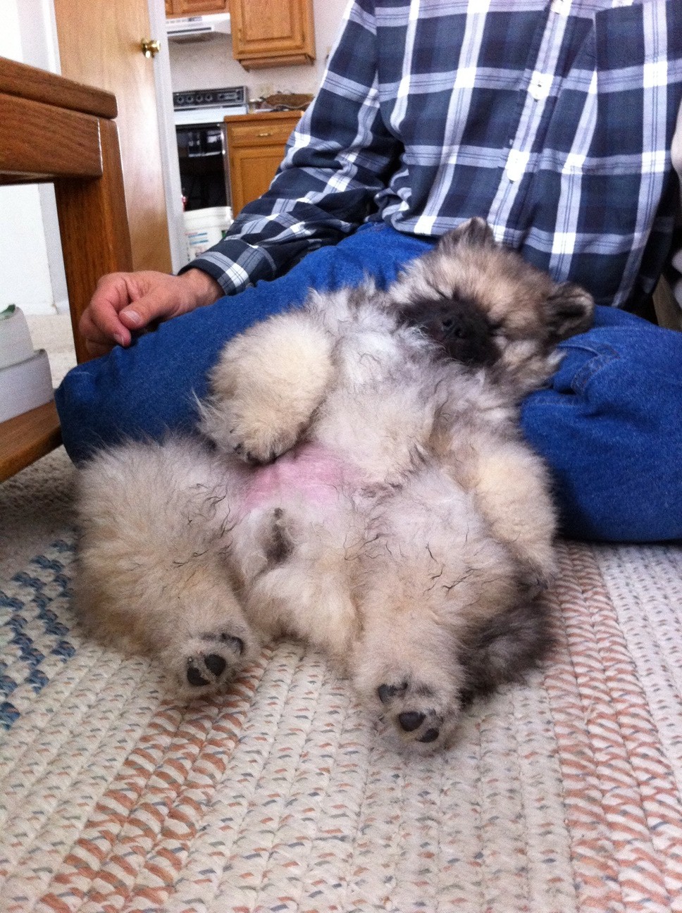 Keeshond Puppies: White Keeshond Puppies For Sale Breed