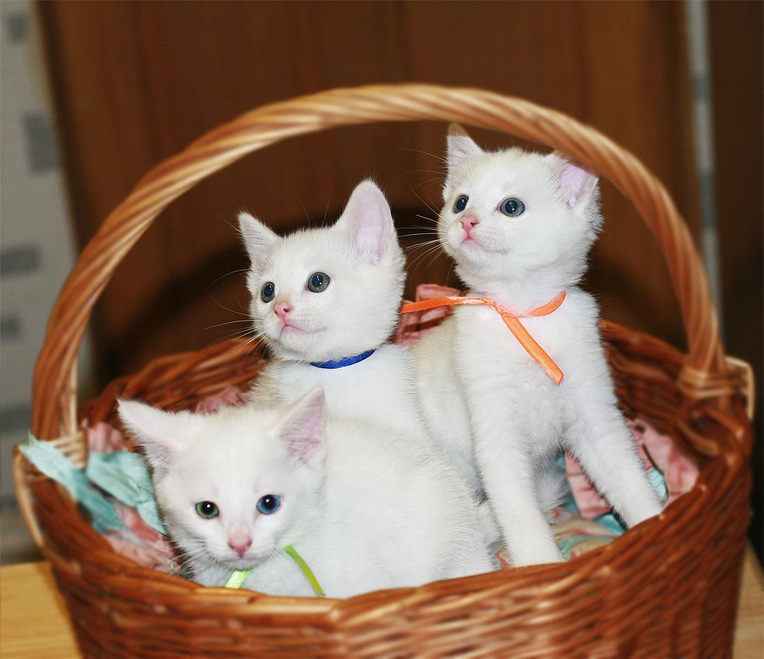 Khao Manee Kitten: White Odd Eyed Khao Manee Kittens For Sale Ilford Breed