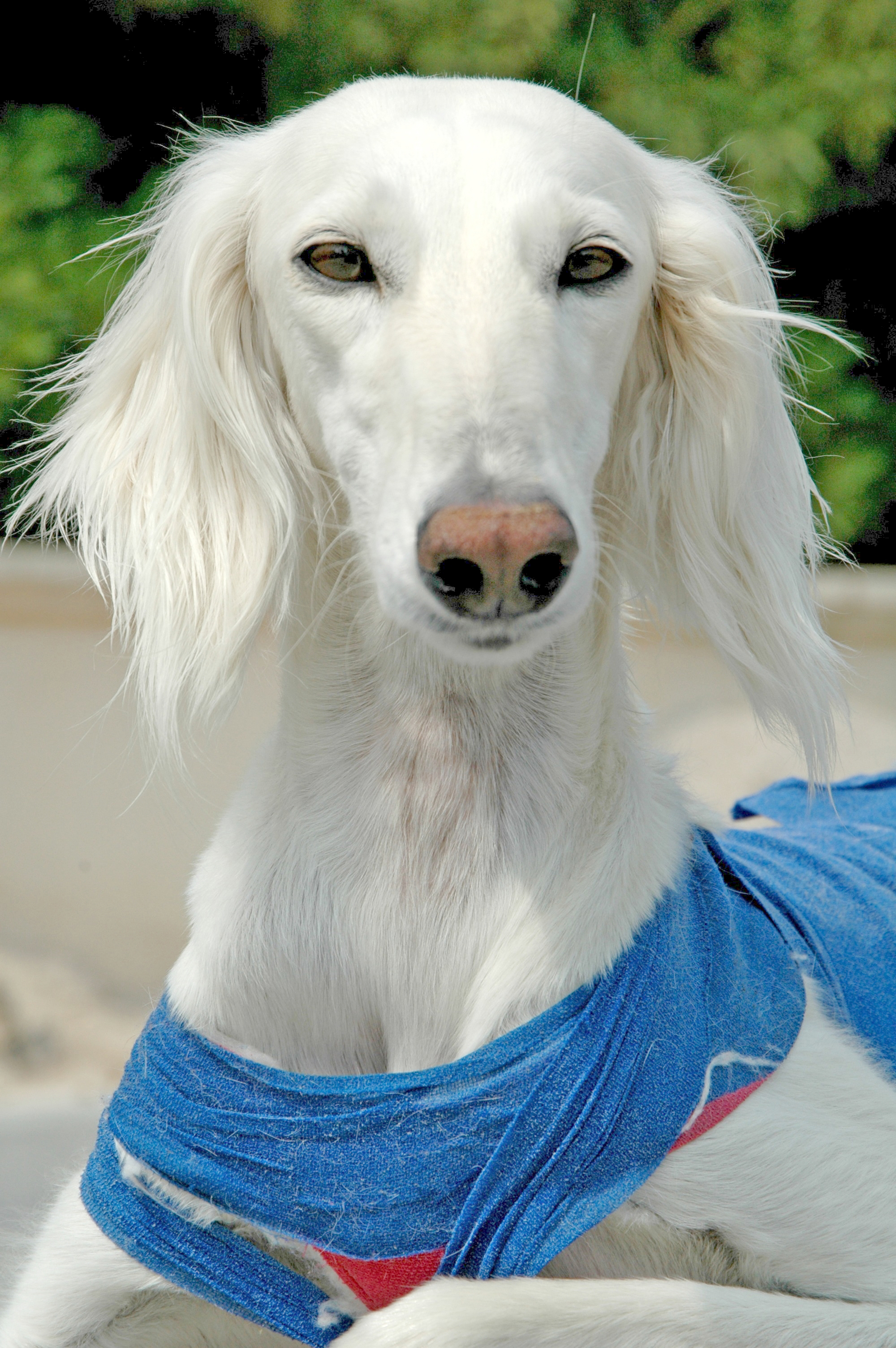 Saluki Dog: White Saluki Dog Breed
