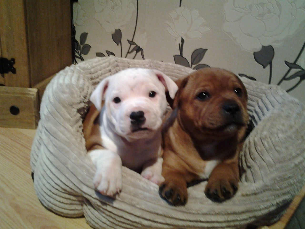 Staffordshire Bull Terrier Puppies: White Staffordshire Bull Terrier Puppies Breed