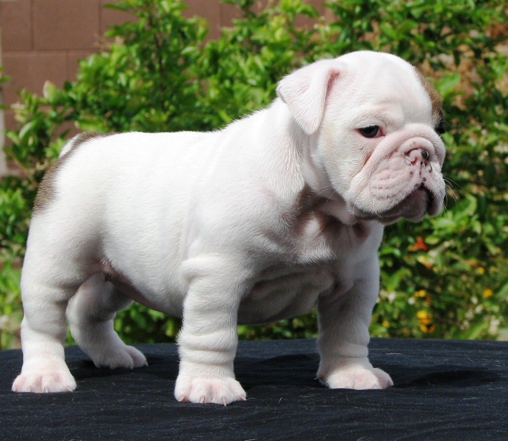 Toy Bulldog Puppies: White Toy Bulldog Breed