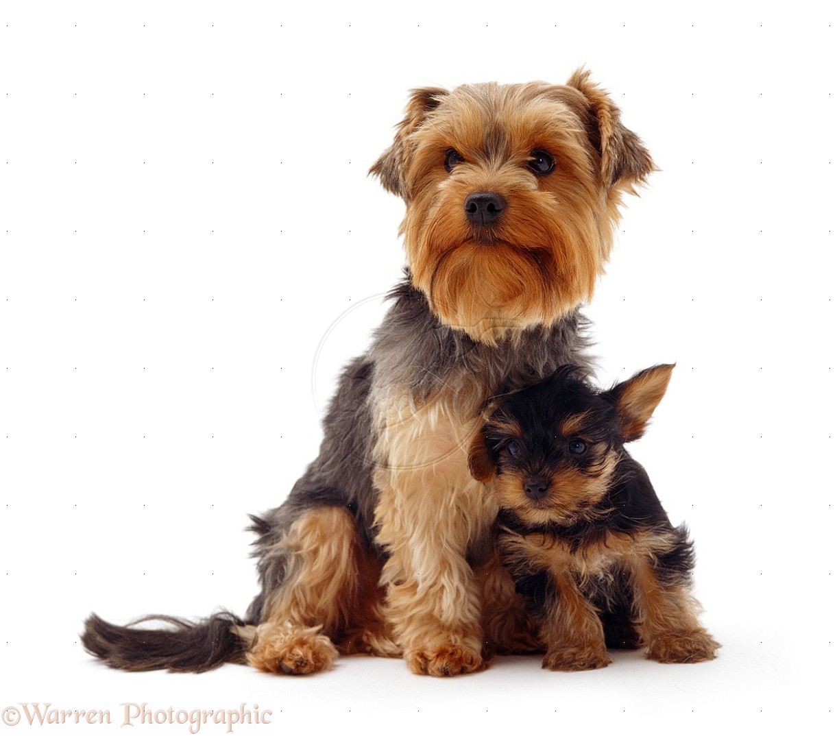Yorkshire Terrier Dog: Yorkshire Yorkshire Terrier Dogs For S Breed